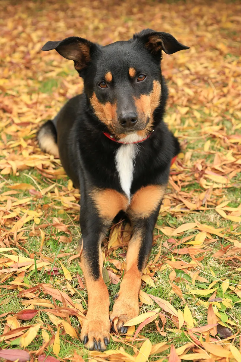 Dog Dog
